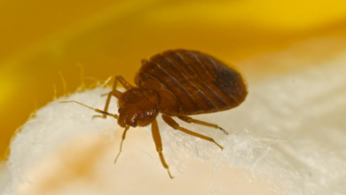 Home Remedies for Bed Bug Bites That Actually Work